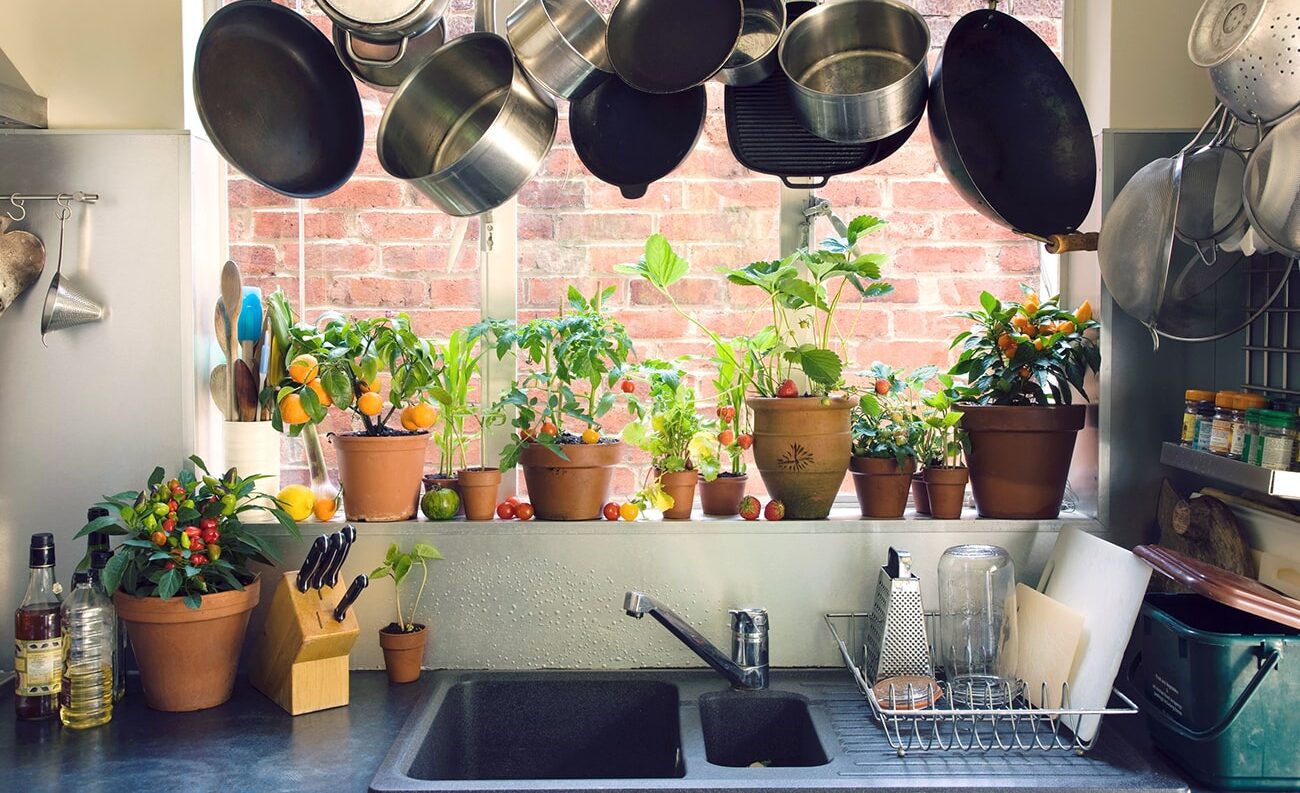 Các loại cây gia vị có thể trồng ngay trong không gian bếp