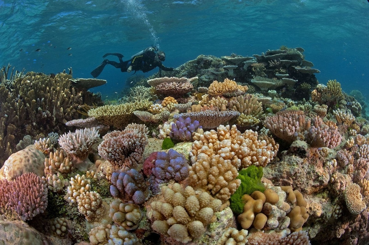 Rạn san hô tại Andro, Bahamas
