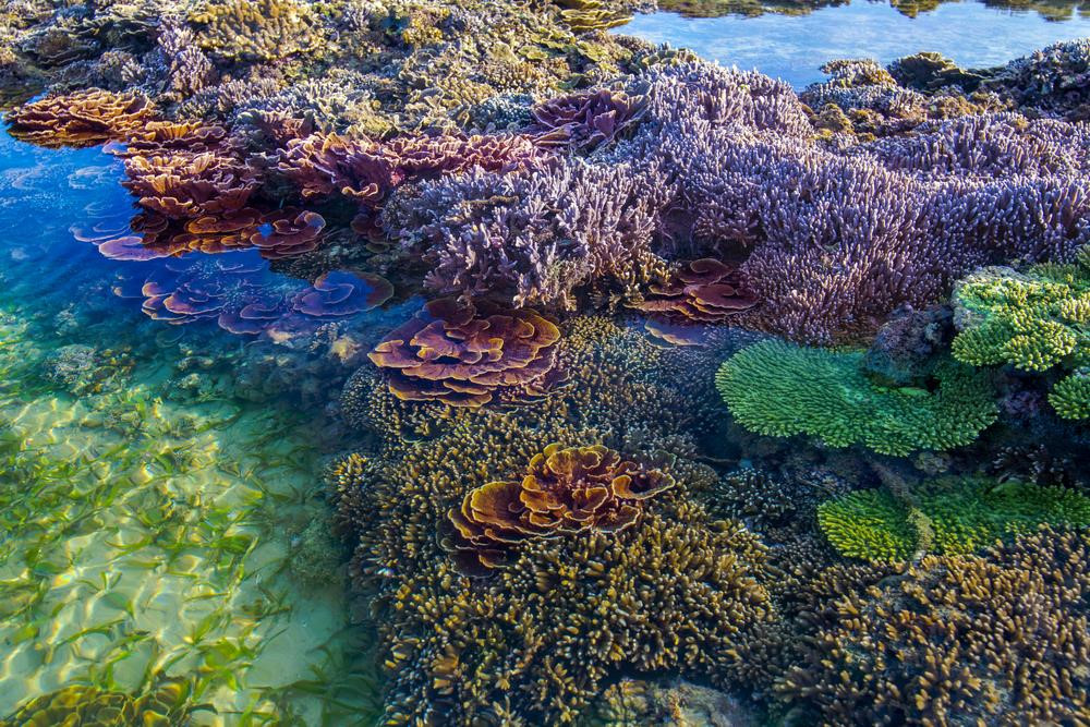 Rạn san hô New Caledonia, Nam Thái Bình Dương