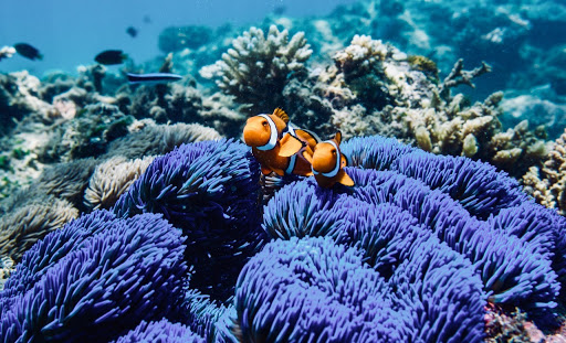 Khám phá về Great Barrier Reef - Rạn san hô đẹp nhất